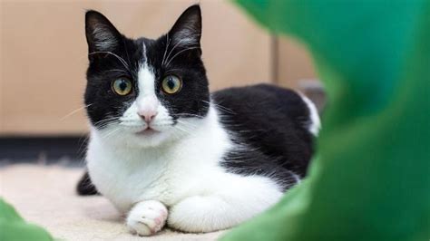 battersea cat home lottery|Battersea Dogs & Cats Home .